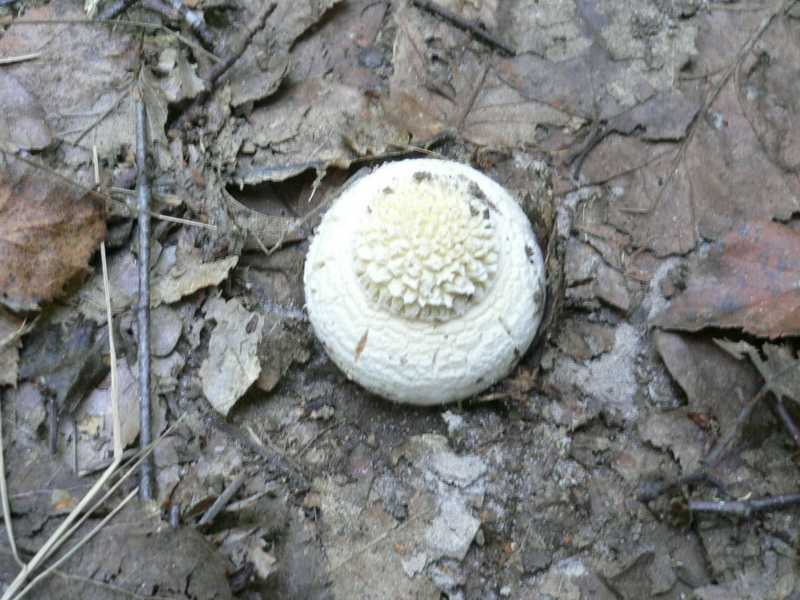 2009-09-27- Mycologie à la Claye avec la SMF